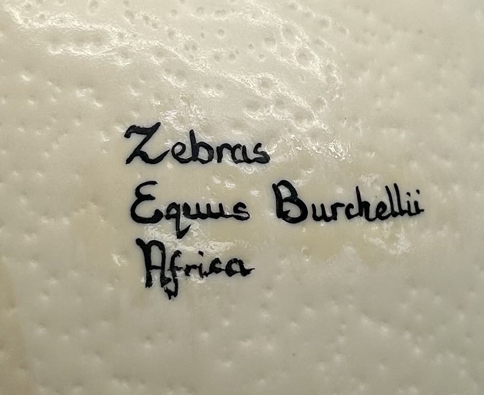 Hand Painted 'Zebras Equus Burchellii' Ostrich Egg Shell image 3